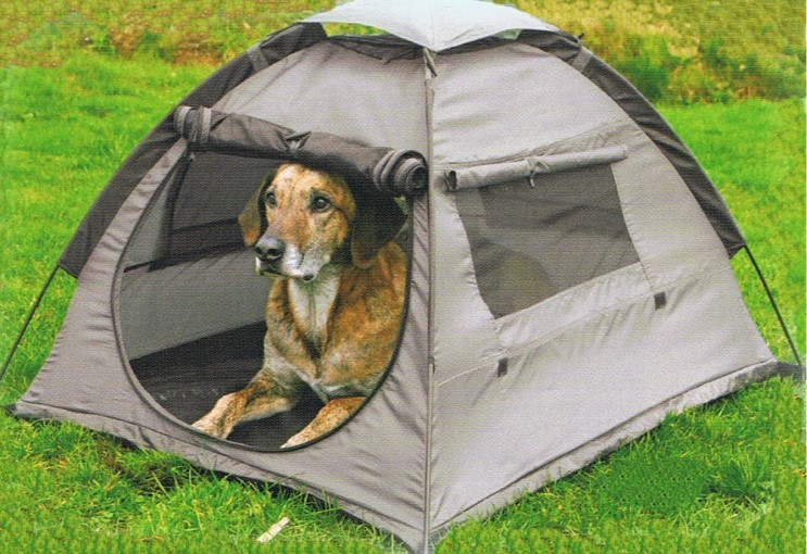 Camping with dog 