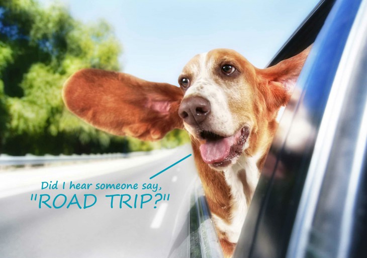 Are You Going On A RoadTrip With Your Dog?